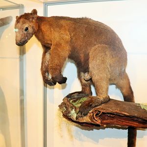 Bennett's Tree Kangaroo (Dendrolagus bennettianus)