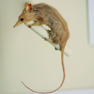 Honey Possum (Tarsipes rostratus)