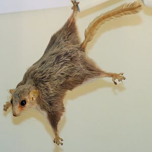 Broad-toed Feathertail Glider (Acrobates frontalis)