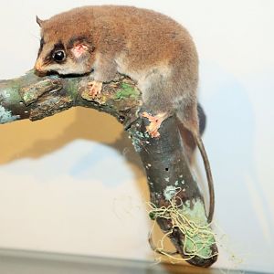 Long-tailed Pygmy Possum (Cercartetus caudatus)