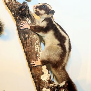 Striped Possum (Dactylopsila trivirgata)