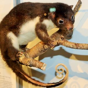 Herbert River Ringtail Possum (Pseudochirulus herbertensis)