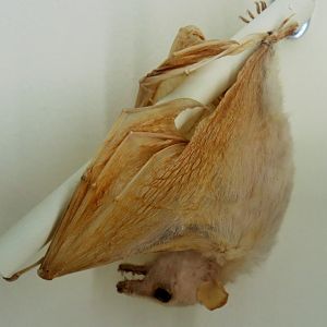 Eastern Blossom Bat (Syconycteris australis)