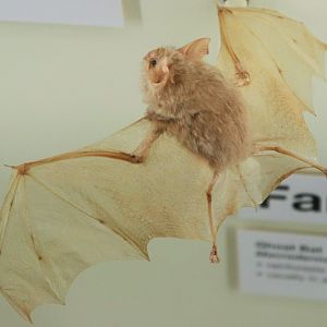 Eastern Horseshoe Bat (Rhinolophus megaphyllus)