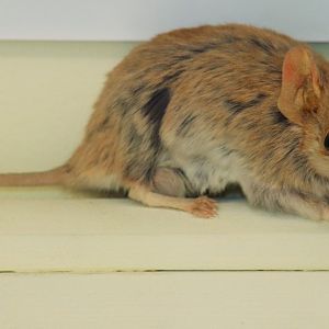 Common Dunnart (Sminthopsis murina)