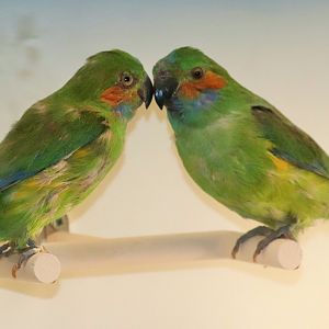 Double-eyed Fig Parrot (Cyclopsitta diophthalma)