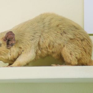 Cinnamon Antechinus (Antechinus leo)