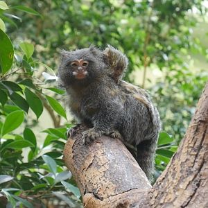 Hybrid pygmy marmoset?