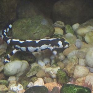 Dose anybody know what species this is