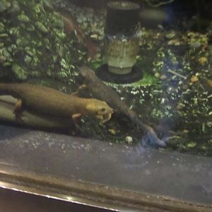 Dose anybody know what species this is