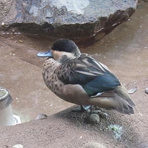 Dose anybody know what species this is