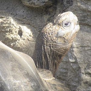 Galapagos tortoises