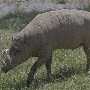 Babirusa boar