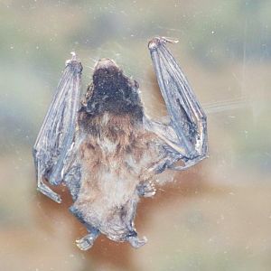 Gould's Wattled Bat (Chalinolobus gouldii)