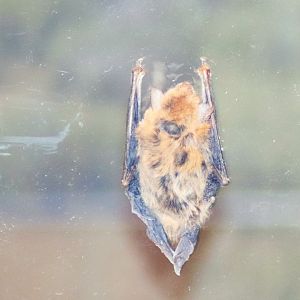 Finlayson's cave bat (Vespadelus finlaysoni)