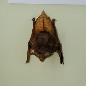 Gould's Long-eared Bat (Nyctophilus gouldi)