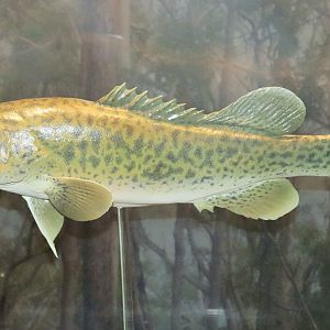 Brisbane River Cod