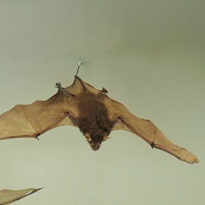 Little Broad-nosed Bat (Scotorepens greyii)