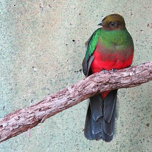 Tropics - Golden-headed Quetzal