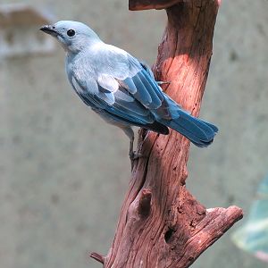 Tropics - Blue-gray Tanager