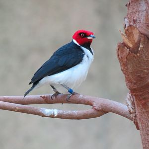Tropics - Red-capped Cardinal