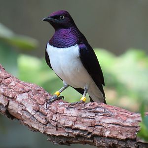 Tropics - Violet-backed Starling