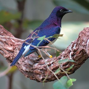 Tropics - Violet-backed Starling