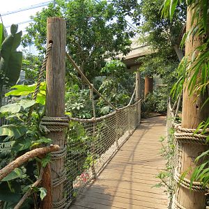 Tropics - Interior Bridge