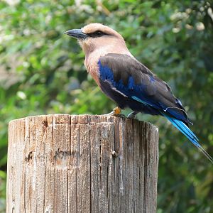 Tropics - Blue-bellied Roller