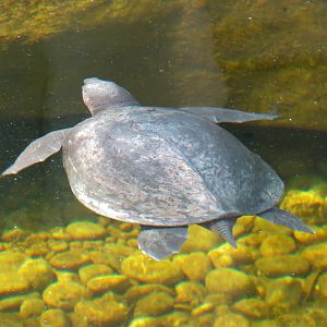 Tropics - Fly River Turtle