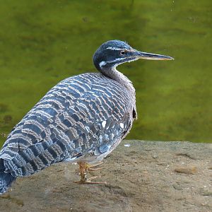 Tropics - Sunbittern