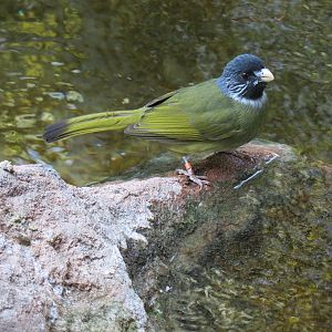 Tropics - Collared Finch-billed Bulbul