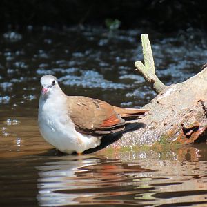 Tropics - Tambourine Dove
