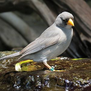 Tropics - Cinereous Finch