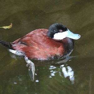 Tropics - North American Ruddy Duck