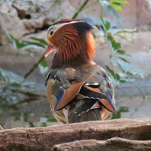 Tropics - Mandarin Duck