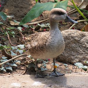 Tropics - Marbled Teal