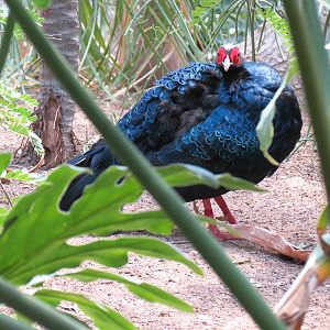Tropics - Edwards's Pheasant