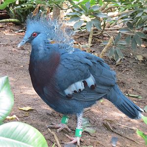 Tropics - Victoria Crowned Pigeon
