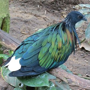 Tropics - Nicobar Pigeon