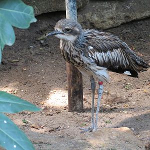 Tropics - Bush Thick-knee
