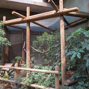 Tropics - Guam Kingfisher Exhibit