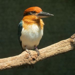 Tropics - Guam Kingfisher Exhibit