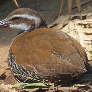 Tropics - Guam Rail Exhibit