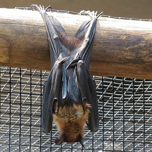 Tropics - Greater Indian Fruit Bat