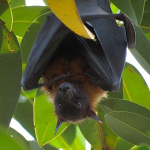 Tropics - Greater Indian Fruit Bat