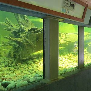 Tropics - Underwater Tunnel