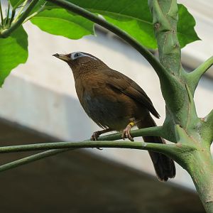 Tropics - Chinese Hwamei