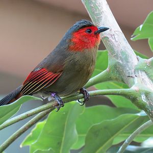 Tropics - Scarlet-faced Leocichla