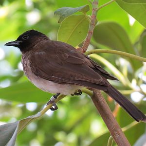Tropics - Common Bulbul